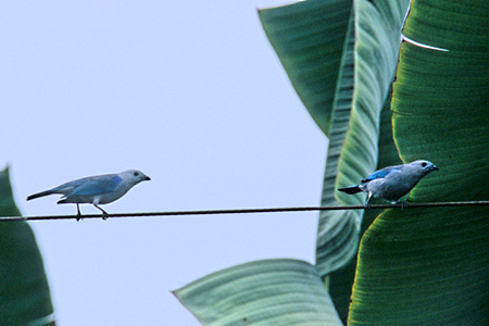 Blue-Gray Tanager(\CEtEL`E)