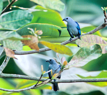 Blue-Gray Tanager(\CEtEL`E)