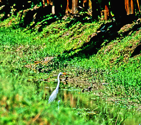 Great Egret(_CTM)