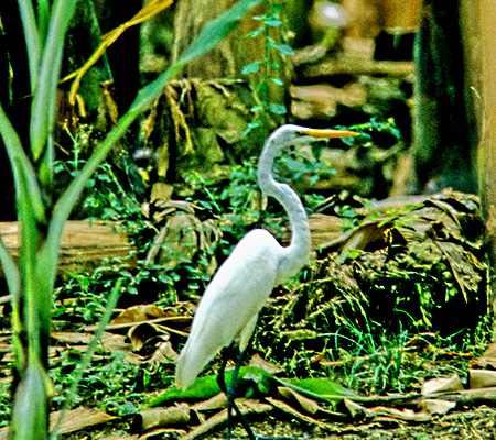 Great Egret(_CTM)