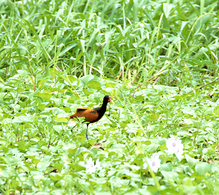 Wattled Jacana(ixCJN)