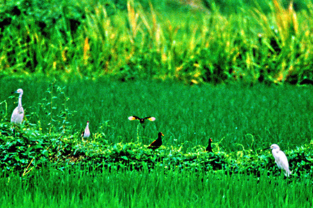 Wattled Jacana(ixCJN)