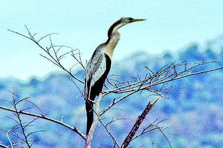 Anhinga (AJwrE)