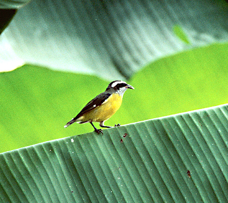 Bananaquit(}~W~ch)