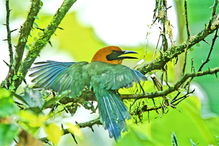 Rufous Motmot(IIn`NChL)