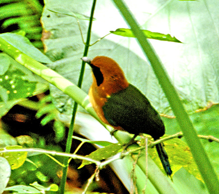 Rufous Motmot(IIn`NChL)