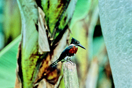 Green Kingfisher(~h}Z~)