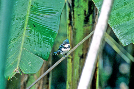 Green Kingfisher(~h}Z~)