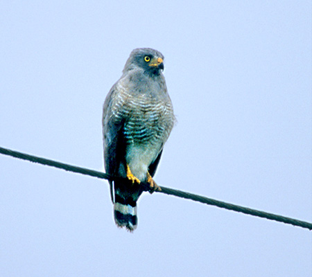 Roadside Hawk(IInVmX)