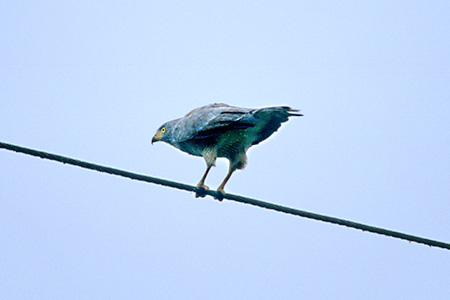 Roadside Hawk(IInVmX)