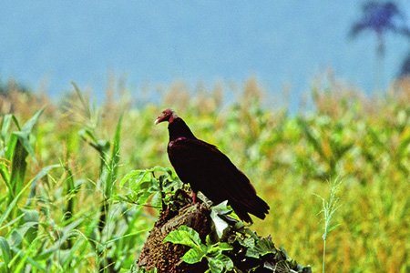 Turkey Vulture(qERh)