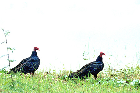 Turkey Vulture(qERh)