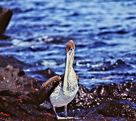 Brown Pelican(JbVNEyJ)