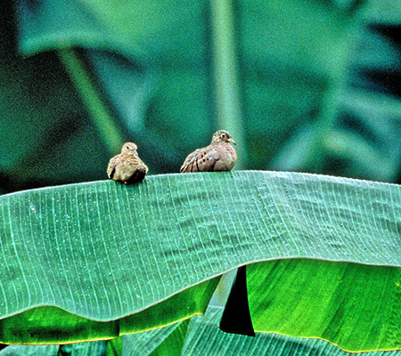 Ecuadorian Ground-Dove(IIXYog)