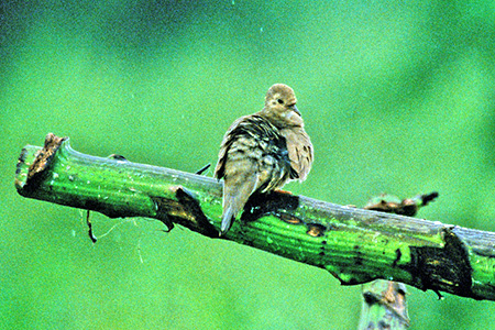 Ecuadorian Ground-Dove(IIXYog)