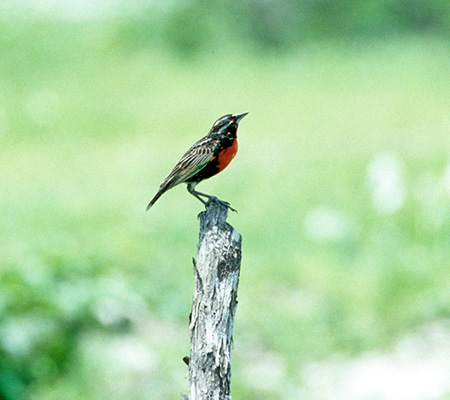 Peruvian Meadowlark (Sturnella Bellicosa)