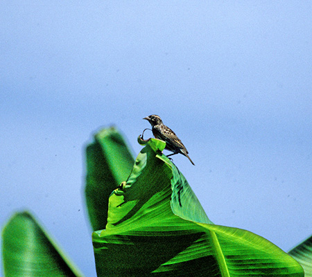 Peruvian Meadowlark (Sturnella Bellicosa)