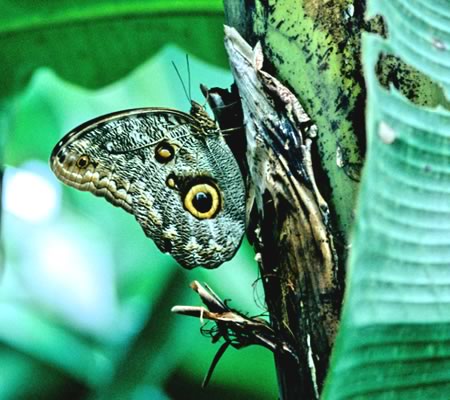 Caligo Idomeneus(ChlEXtNE`E)