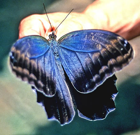 Caligo Idomeneus(ChlEXtNE`E)