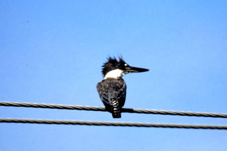 Ringed Kingfisher(Nr}Z~)