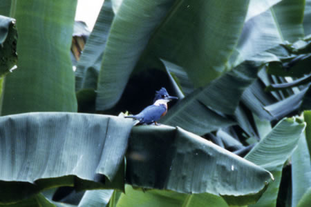 Ringed Kingfisher(Nr}Z~)