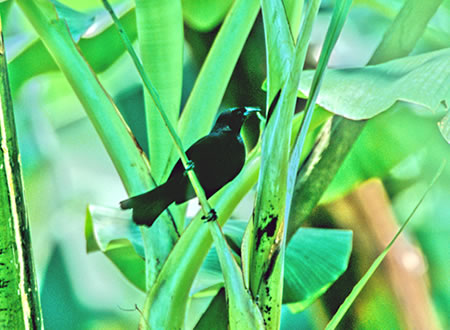 Scrub Blackbird(Dives warszewiczi)