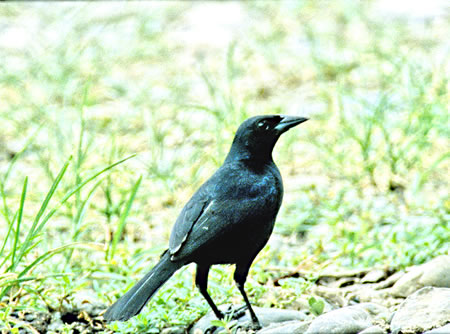 Scrub Blackbird(Dives warszewiczi)