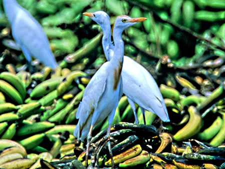 Cattle Egret(A}TM)