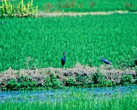 Little Blue Heron(qAJNTM)