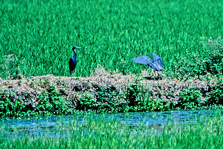 Little Blue Heron(qAJNTM)