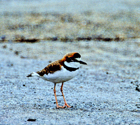 Collared Plover(NIr`h)