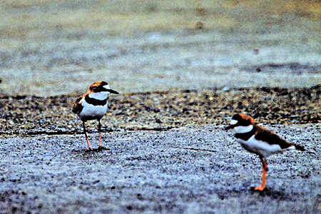 Collared Plover(NIr`h)