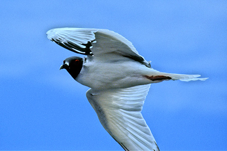 Swallow-Tailed Gull(AJJ)