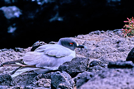 Swallow-Tailed Gull(AJJ)