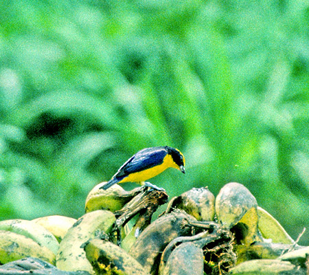 Thick-Billed Euphonia(nVugX~tEL`E)