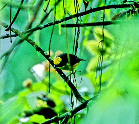 Thick-Billed Euphonia(nVugX~tEL`E)