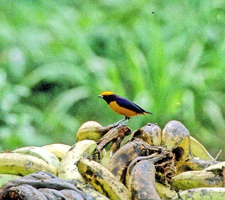 Orange-Crowned Euphonia(Euphonia Saturata)