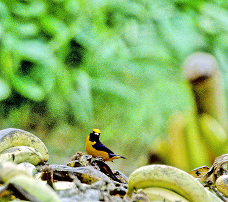 Orange-Crowned Euphonia(Euphonia Saturata)