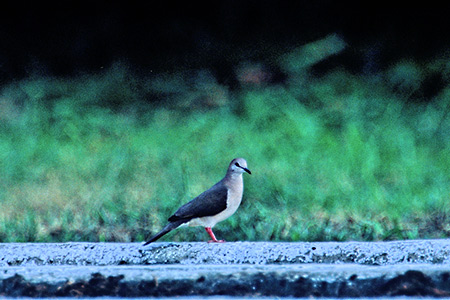 Pallid Dove(EXCVRog)