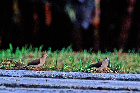 Pallid Dove(EXCVRog)