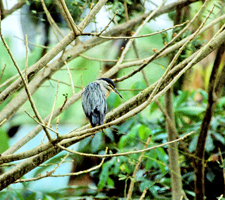 Striated Heron(TTSCFButorides Striatus)