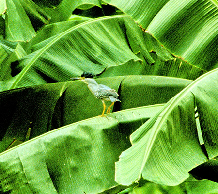 Striated Heron(TTSCFButorides Striatus)