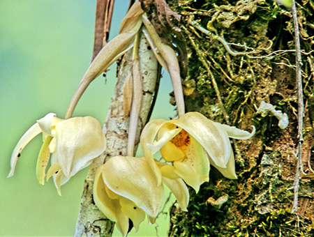 Orquidea (Orchid : )