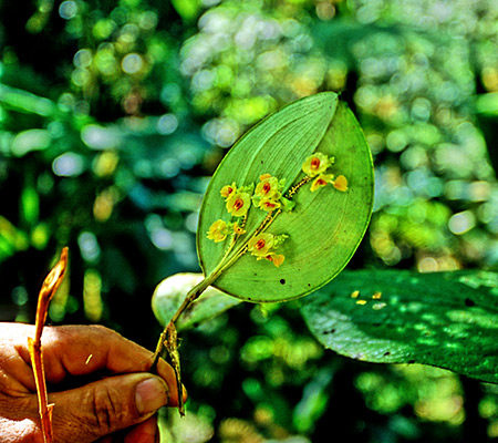 Orquidea (Orchid) 