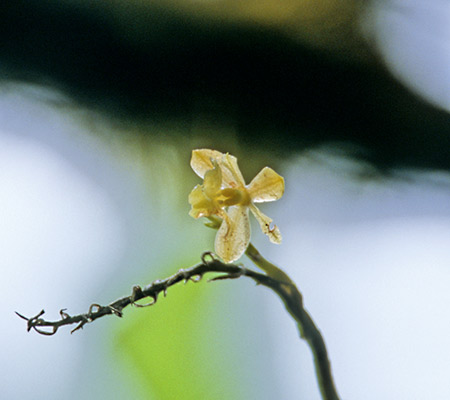 Orquidea (Orchid) 