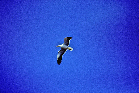 Waved Albatross & Galapagos Short-eared Owl(KpSXAzEh  KpSXR~~YN)