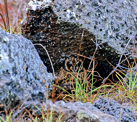 Waved Albatross & Galapagos Short-eared Owl(KpSXAzEh  KpSXR~~YN)