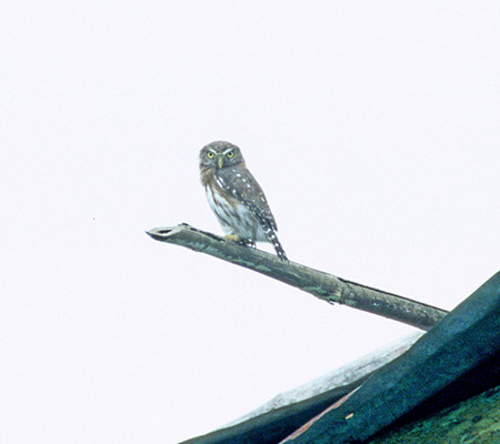 Pacific Pygmy-Owl(Glaucidium peruanum)