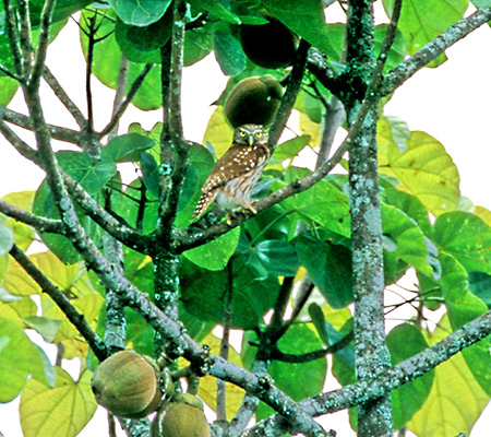 Pacific Pygmy-Owl(Glaucidium peruanum)