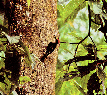 Black-cheeked Woodpecker(zIO~rQFMelanerpes Pucherani)